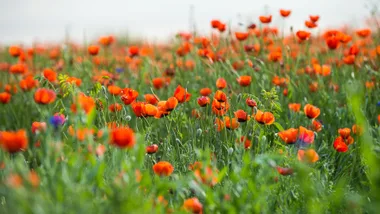 Red poppies in flower