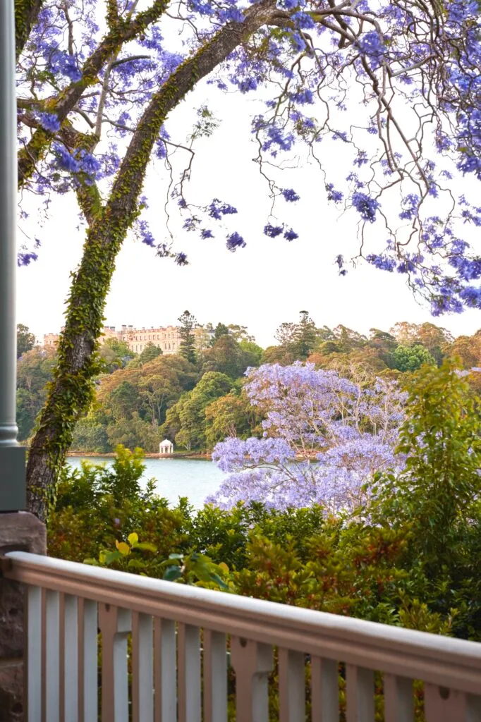 A balcony view through trees to the river.