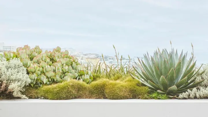 Coastal succulent garden planted overlooking the ocean.