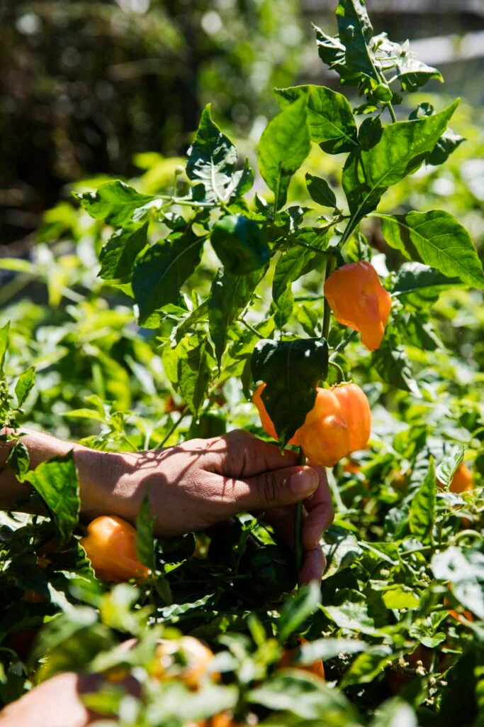 Church Farm General Store kitchen garden