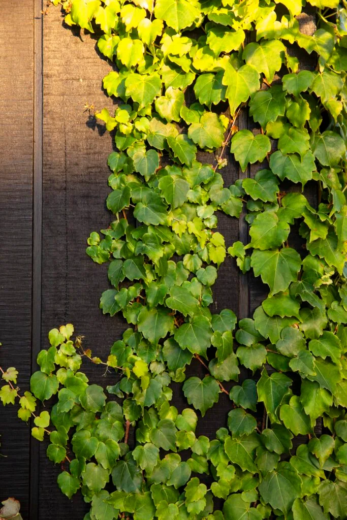 Leaves of Boston ivy.