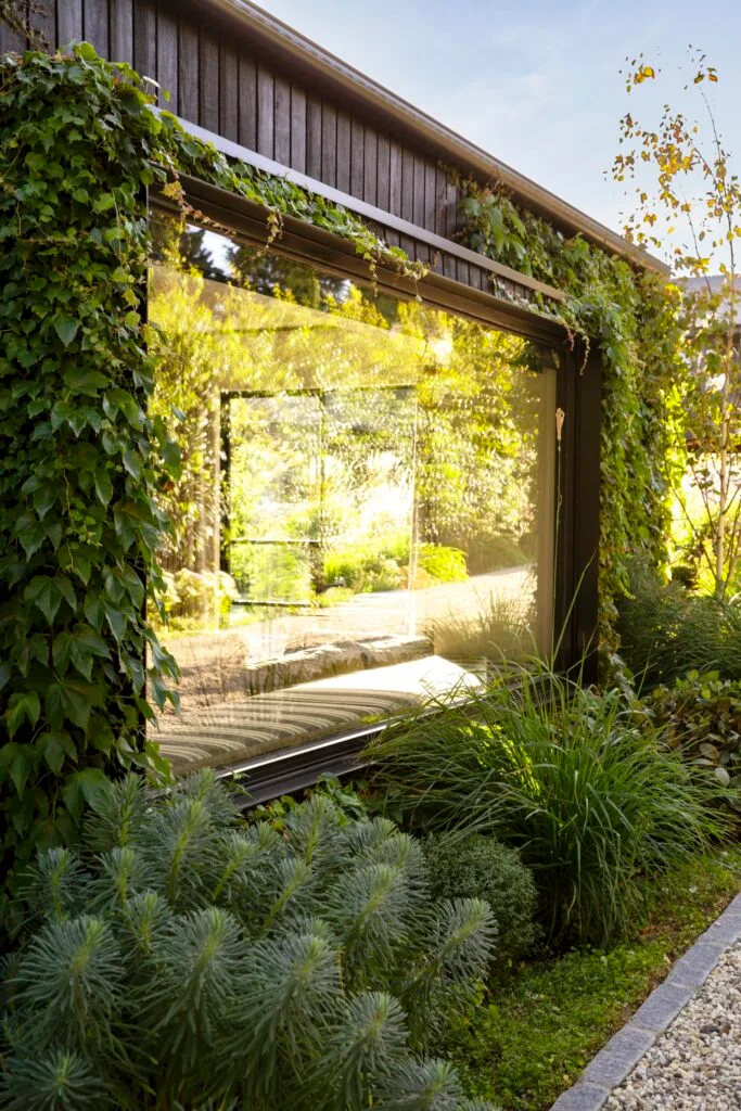 A timber window surrounded by creeping Boston ivy.