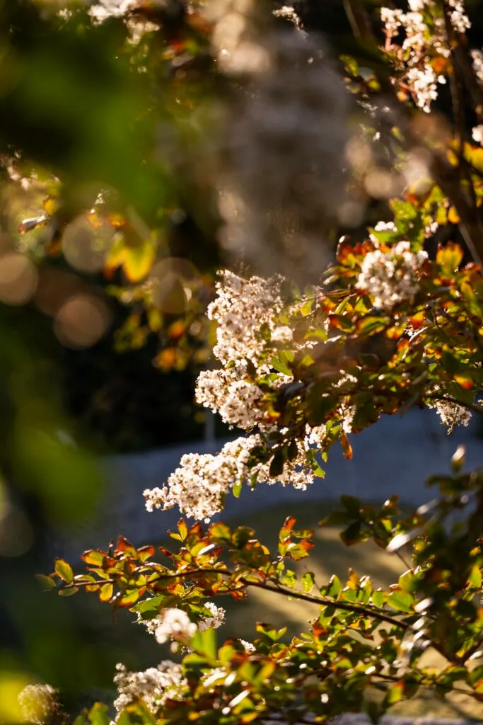 Branches of crepe myrtle.