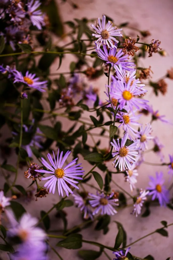 A group of daisies.