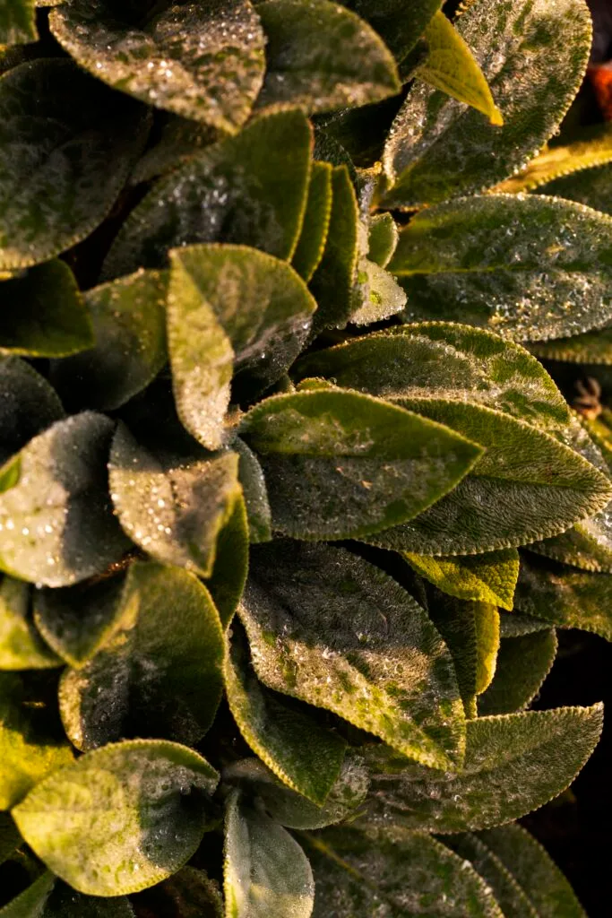 A lamb's ear plant.