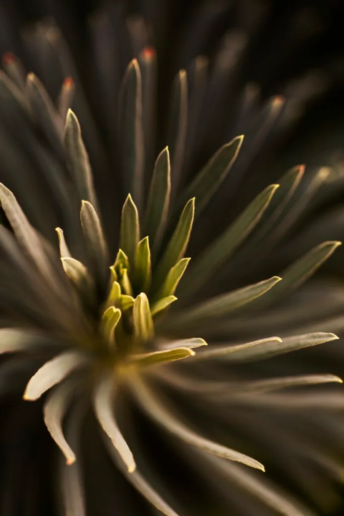 A Mediterranean spurge plant.