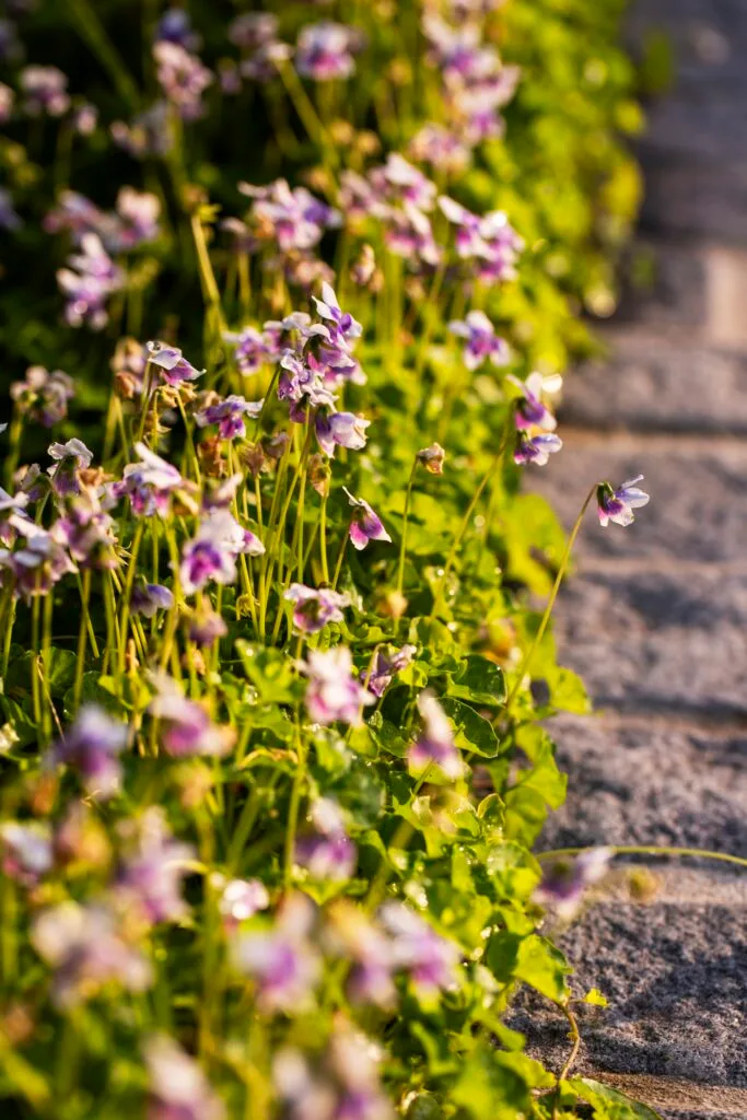 A path lined by purple violets.