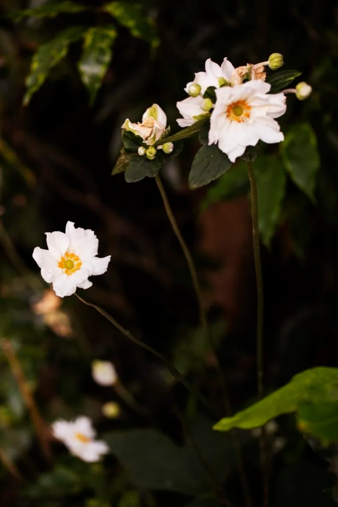 A group of Japanese white windflowers.