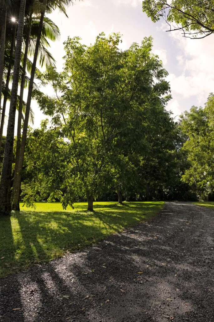 A dirt path surrounded by tall trees and grass.