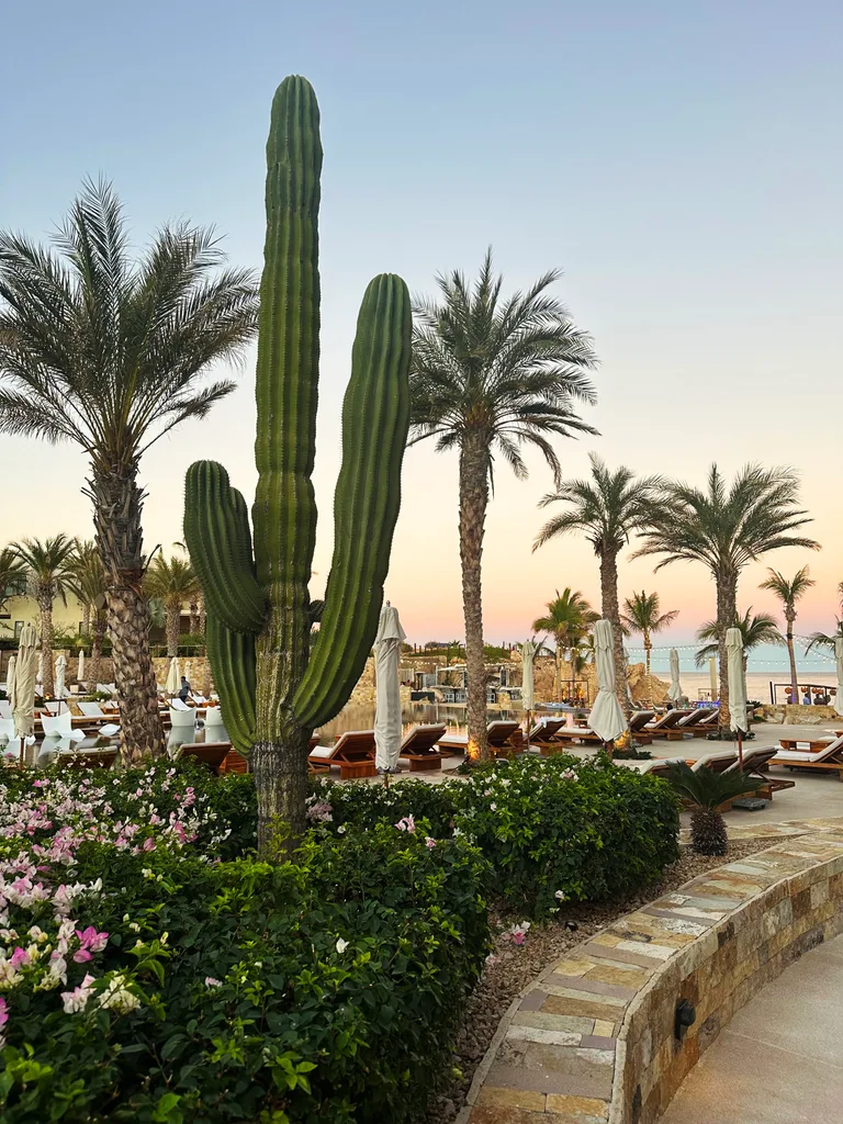 Palms and cacti near the beach in Los Cabos.