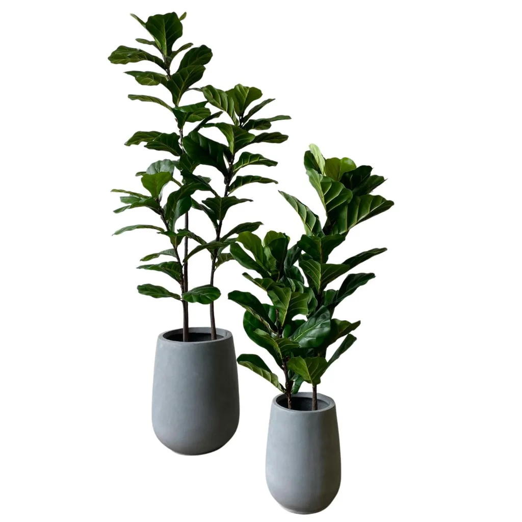 Artificial fiddle leaf fig.