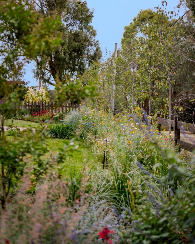 Shrubs and trees alongside meadow plantations.