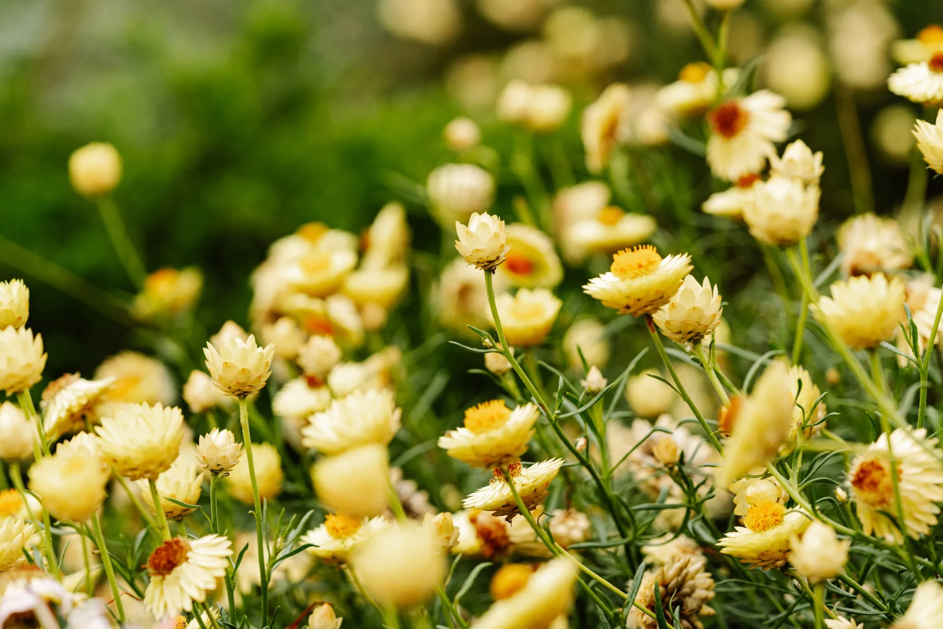 Sticky everlating is a common daisy native to south eastern Australia.