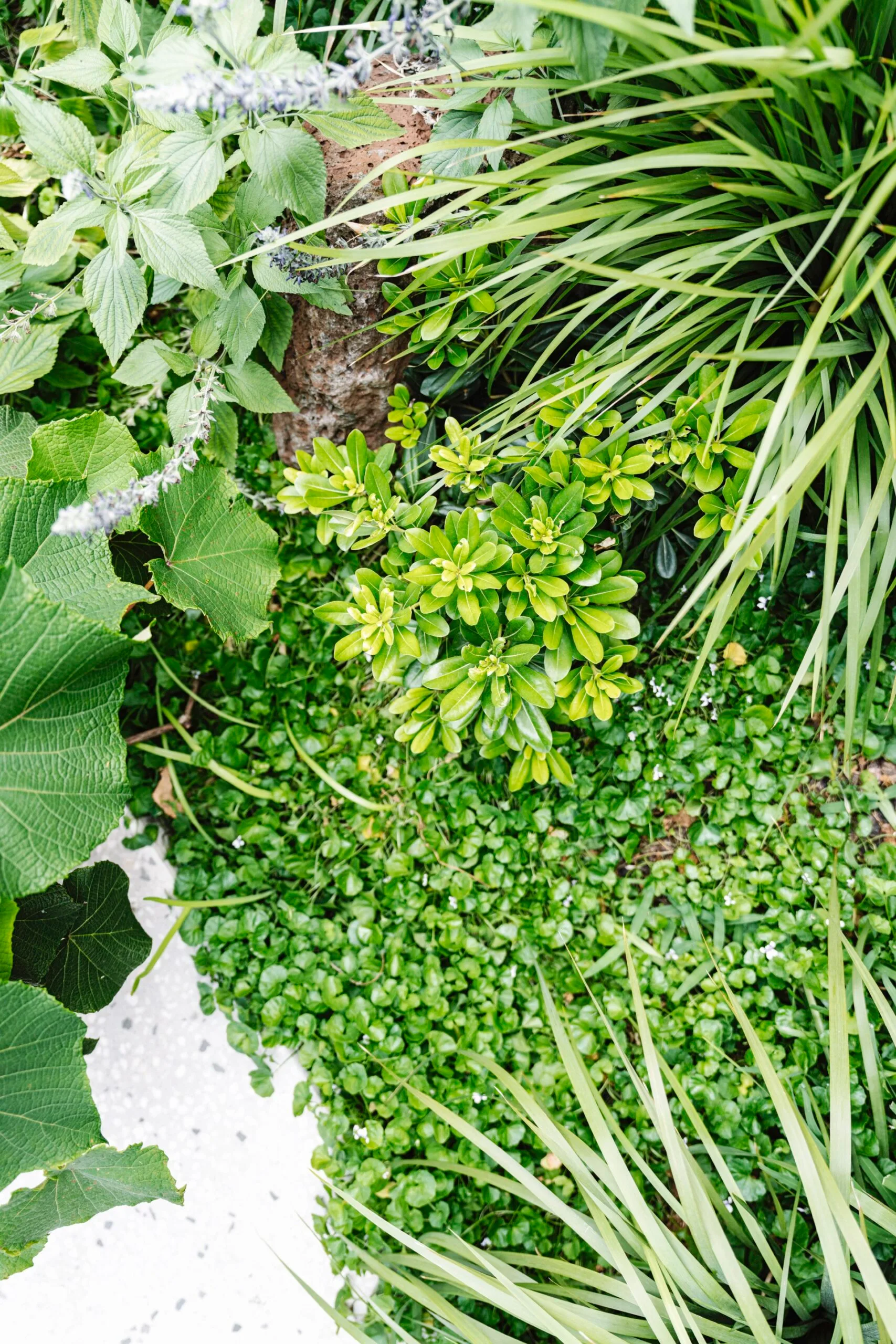 Lush green groundcover, including dichondra repens.