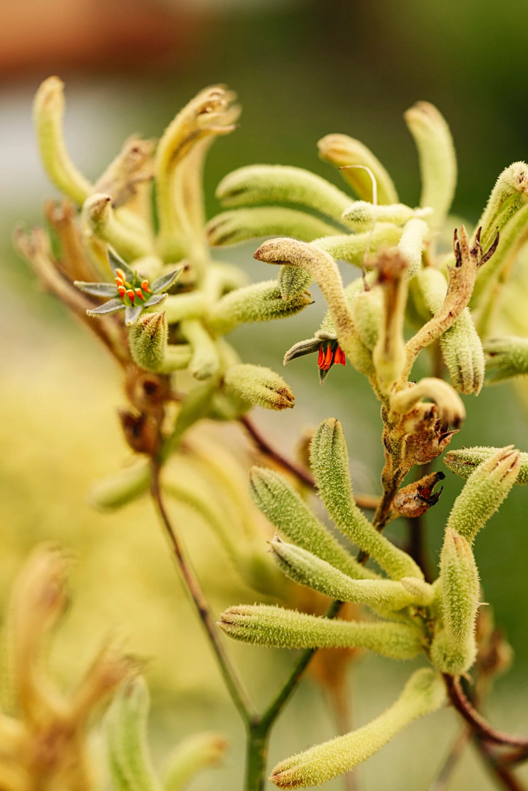 Kangaroo paw is one of the Australian native plants used. 