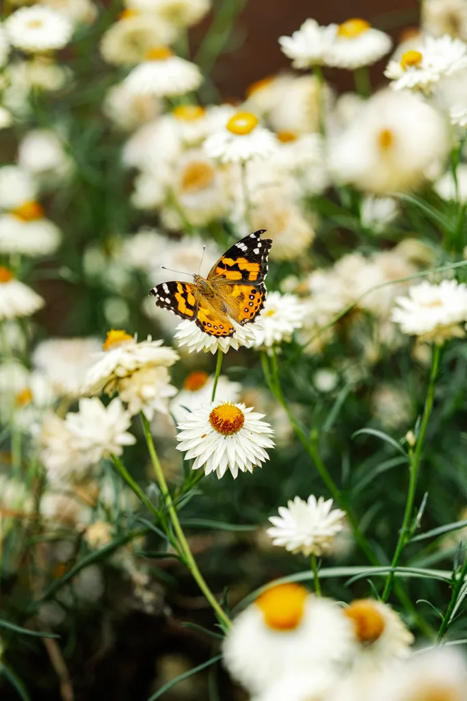 A painted lady butterfly enjoys the strawflowers, one of the Australian native plants that make this garden so special. 