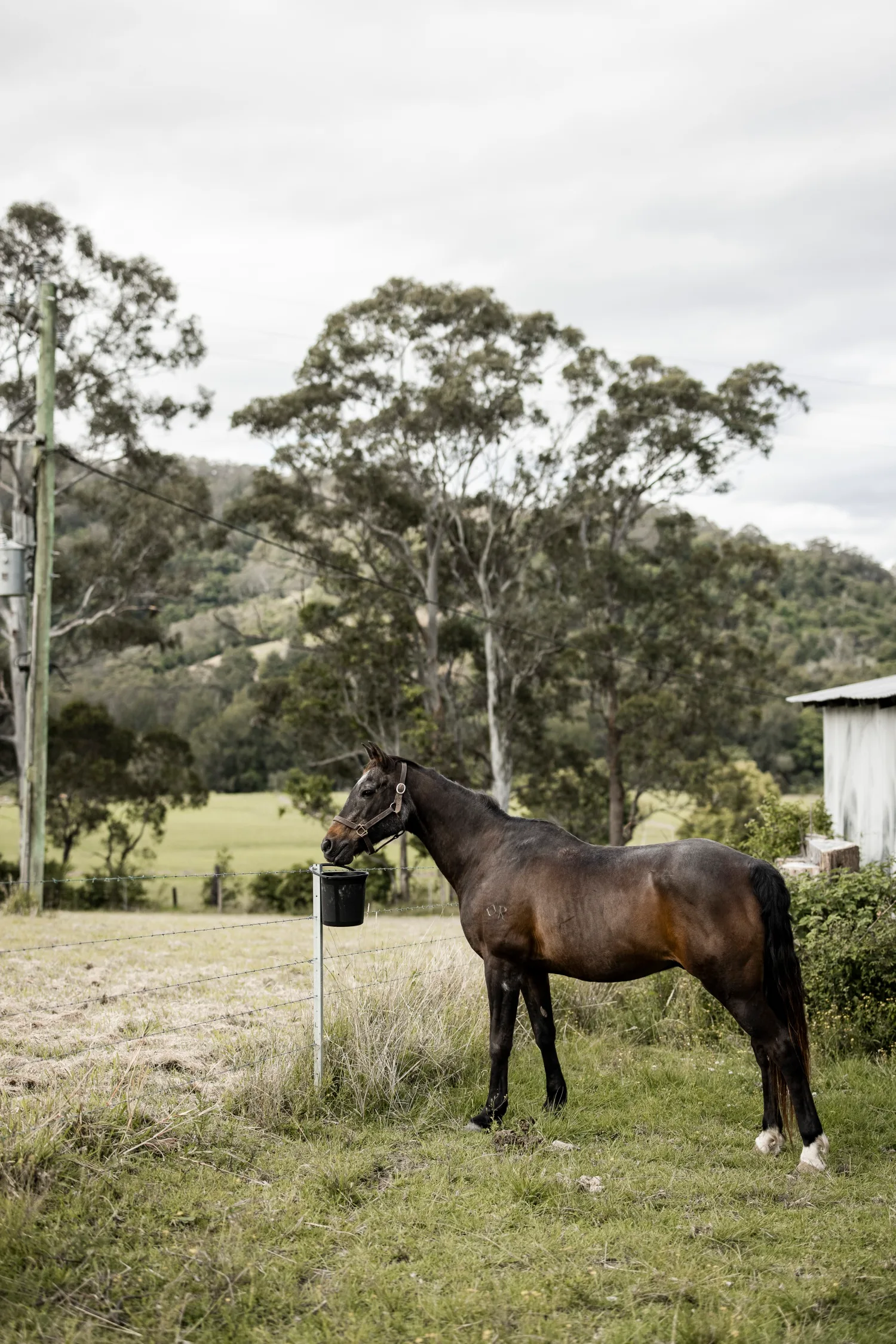 Neale Whitaker's Berry home with horse in paddock