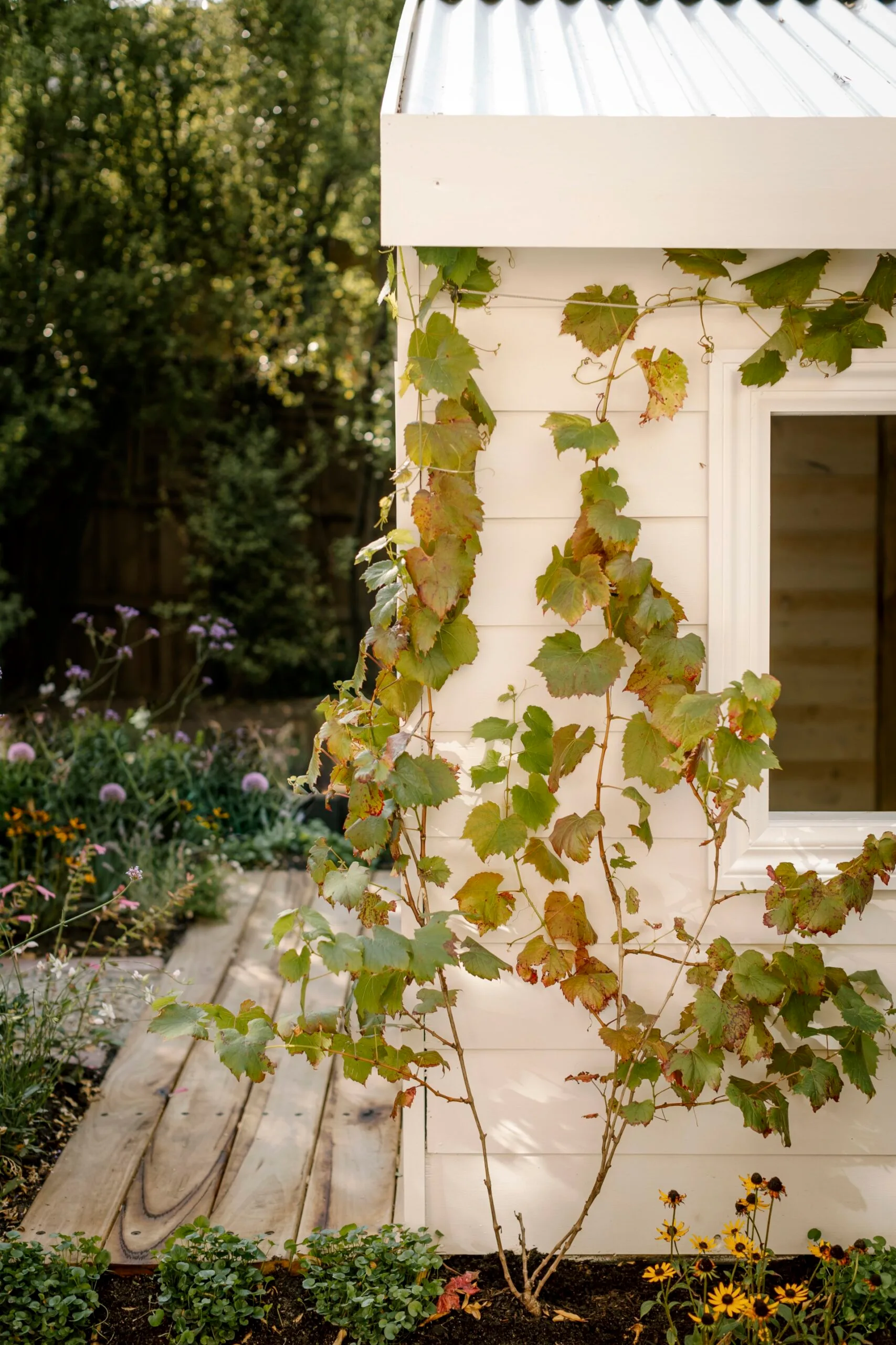 A cubby house with a vine growing down it.