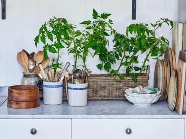 A garden inspired kitchen has white walls, cool-toned wallpaper and lots of leafy green plants growing out of a basket on the kitchen benchtop