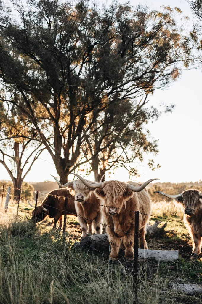 Edwina Bartholomew's pet cows