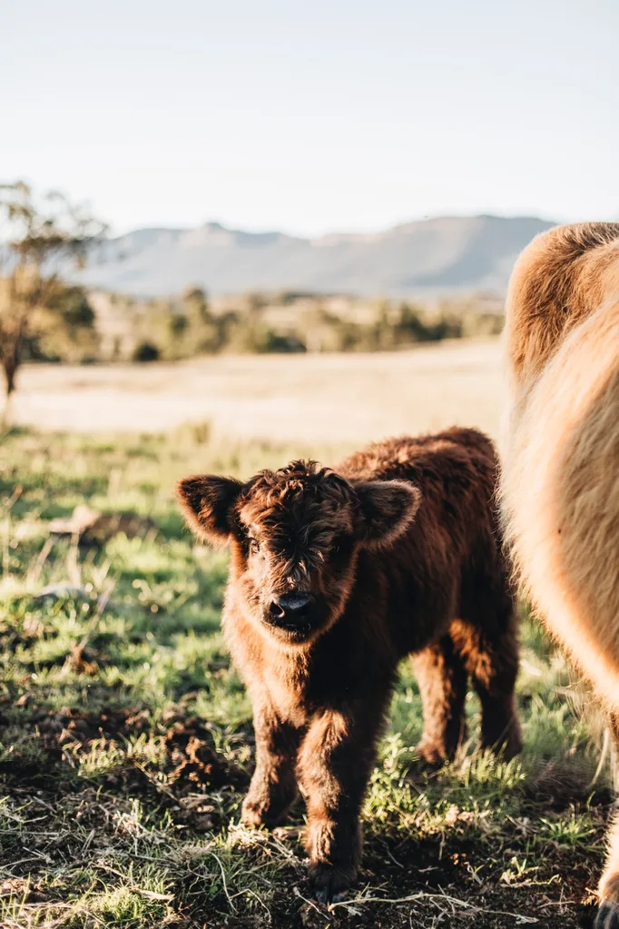 Pet calf owned by Edwina Bartholomew
