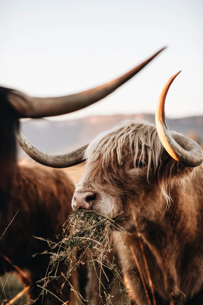 Pet cow owned by Edwina Bartholomew