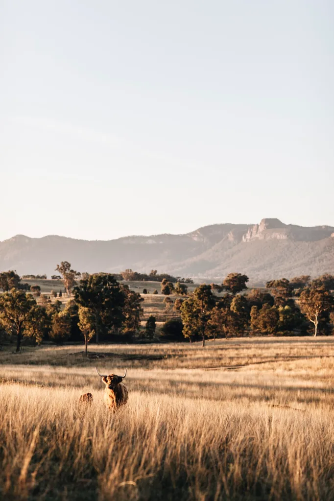 The vast Australian bushland surrounding Edwina Bartholomew's country property