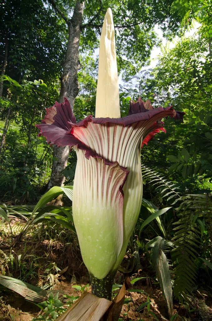Corpse Flower