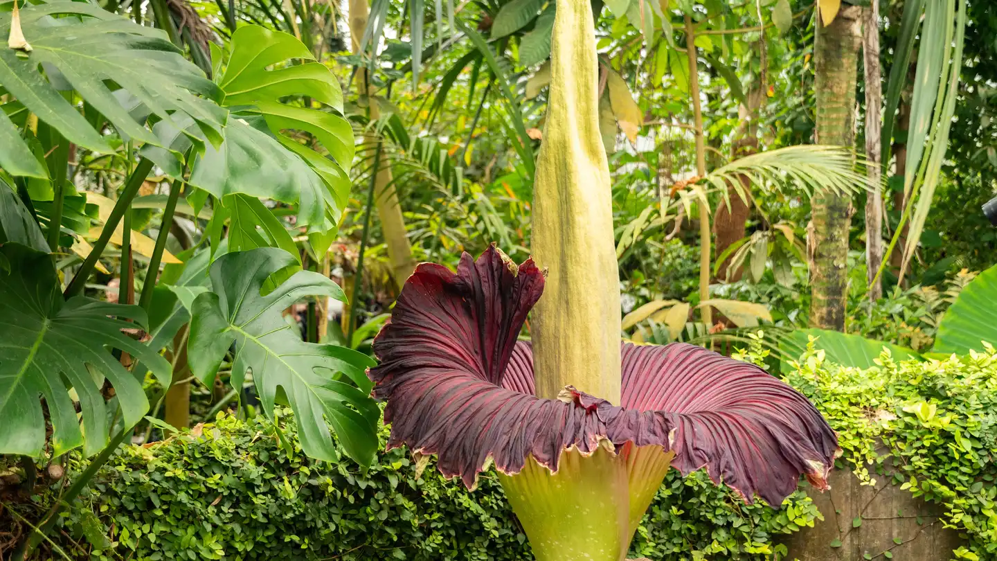 This Corpse Flower Is Blooming For The First Time In 15 Years | Home ...