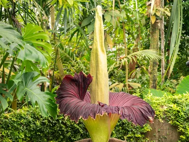 Corpse Flower
