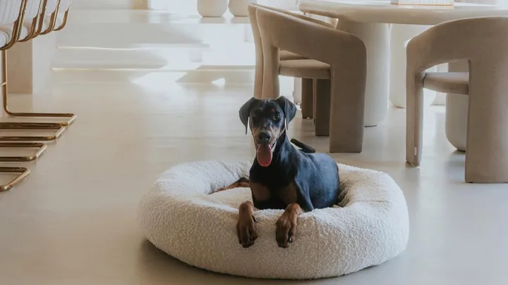 The best dog beds that will make your pup feel like royalty