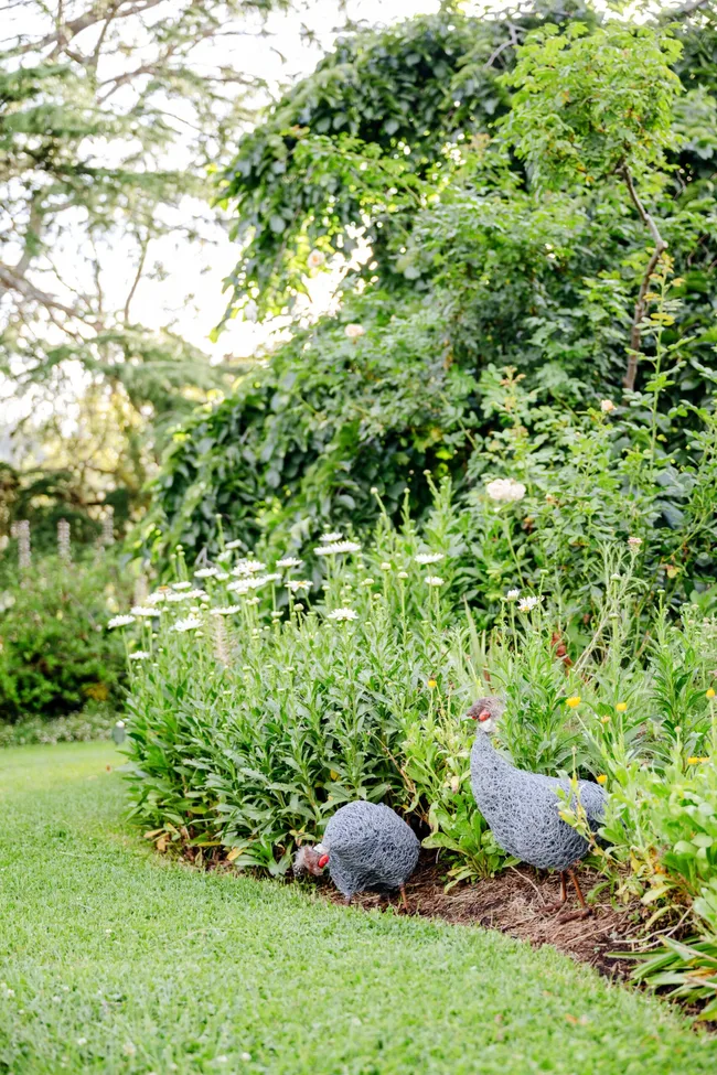 Two guineafowls in a cottage garden, beside white daisies and greenery.