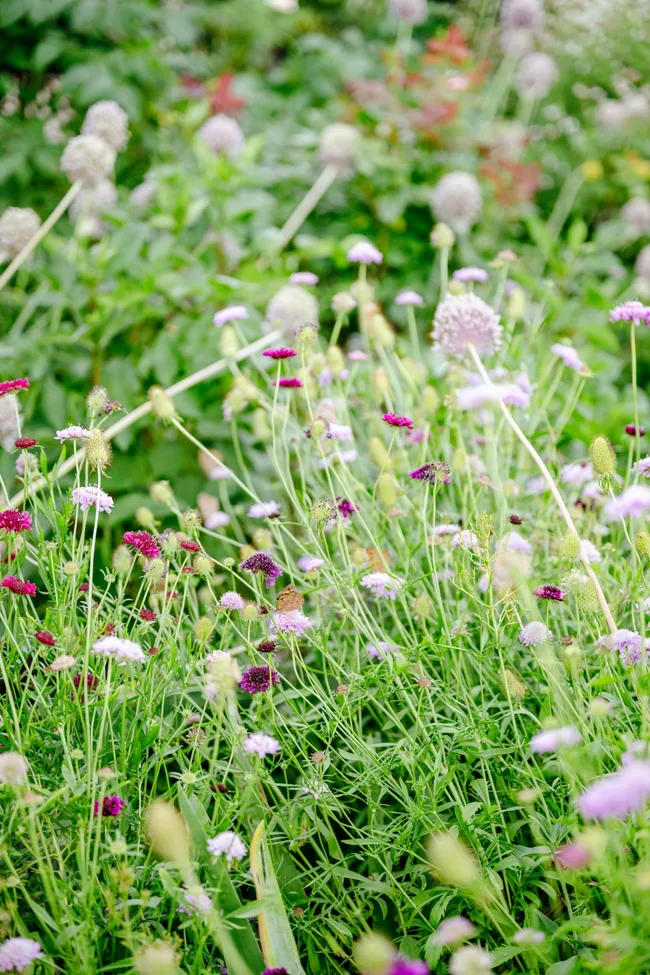 Pink and purple flowers.