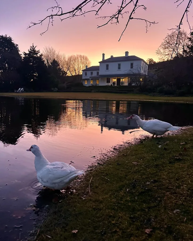 Ducks near the pond at Rosedale