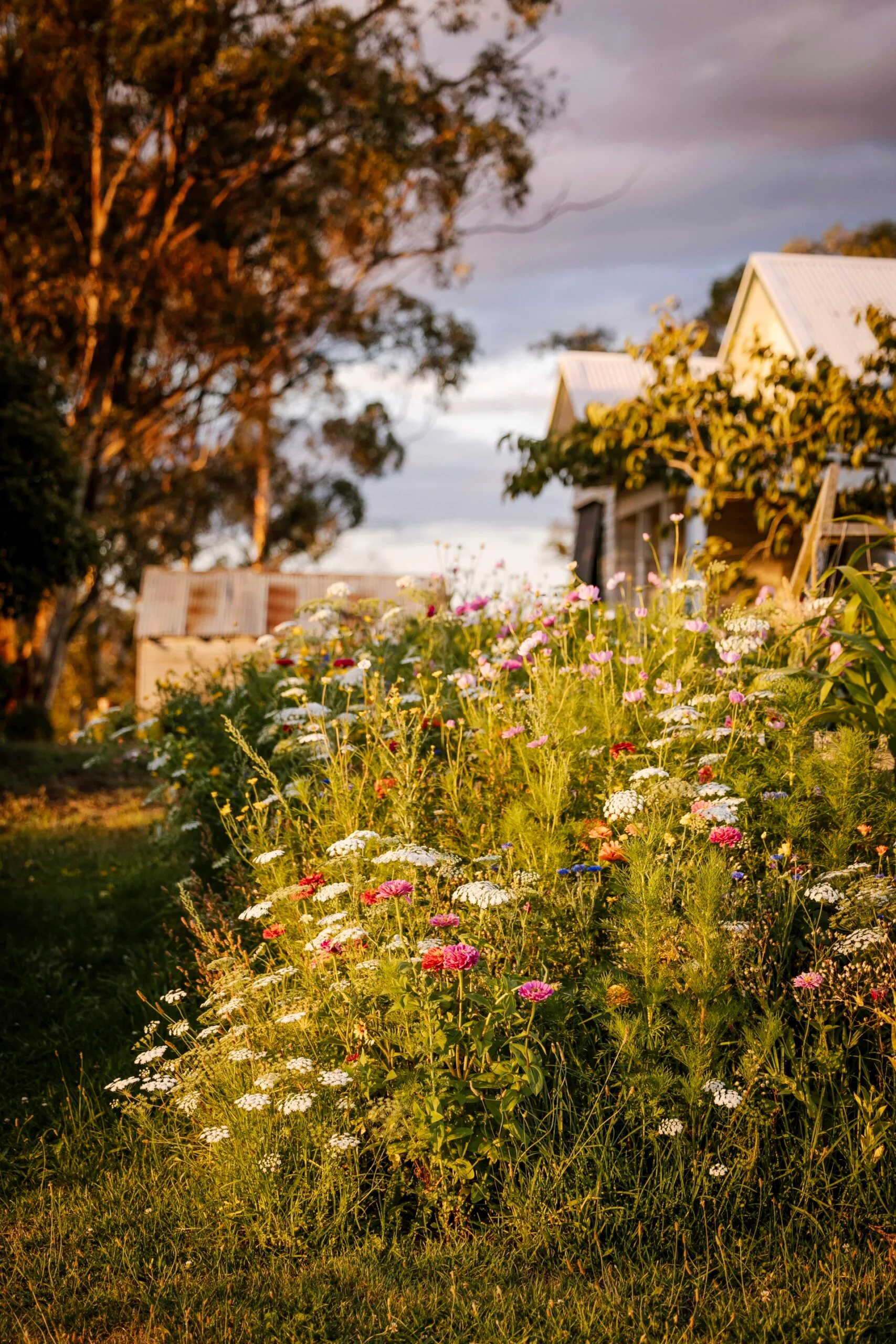 Ashley James country cottage garden. 