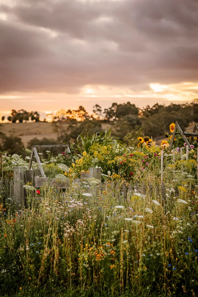Ashley James country cottage garden.