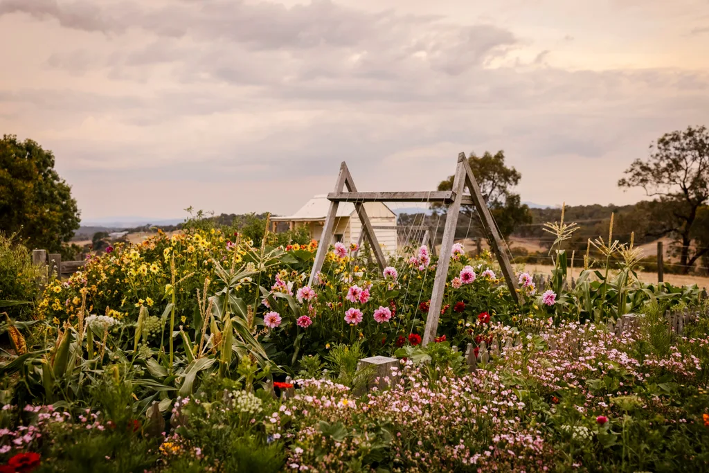 Ashley James country cottage garden.