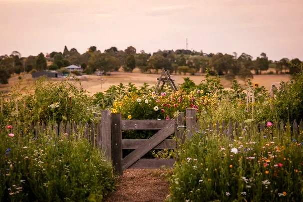 Ashley James country cottage garden.
