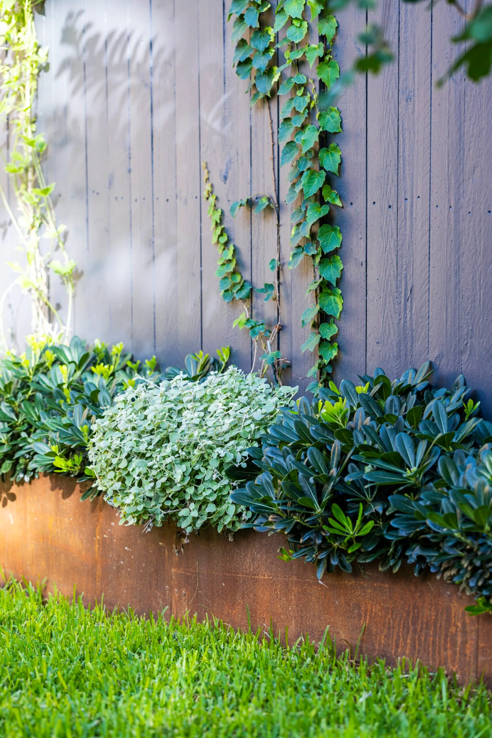 A fence in a Glebe garden. 