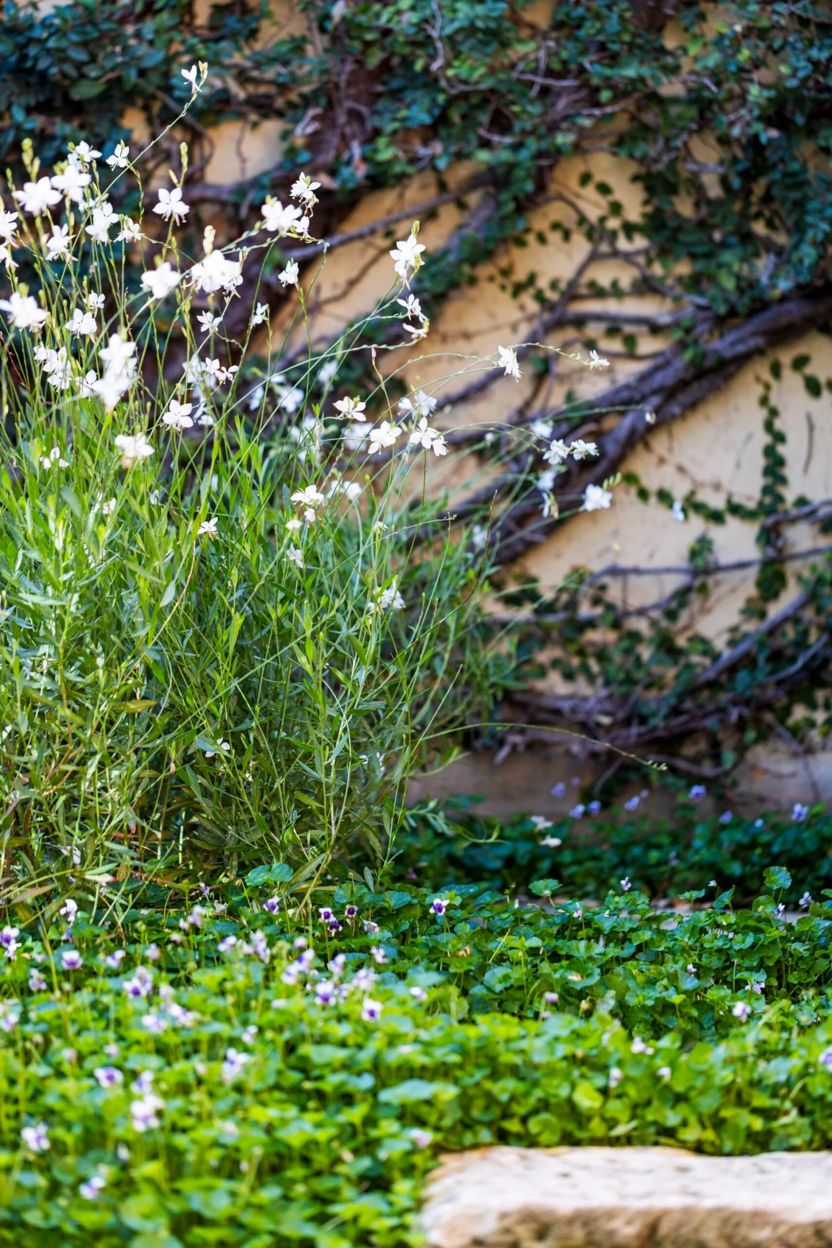 The back wall of a garden in Glebe. 