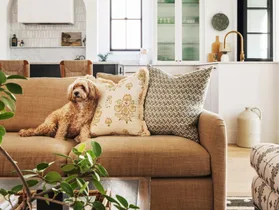 Purr-fect match: These 16 pets look exactly like their interiors