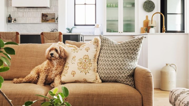 These 16 pets look exactly like their interiors