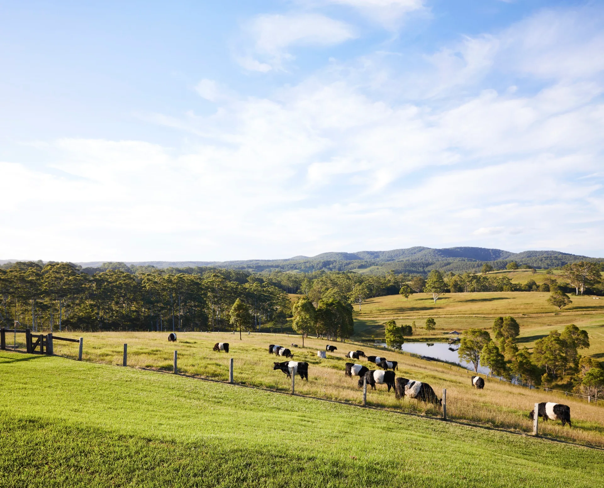 Timber family home overlooks a green paddock. 