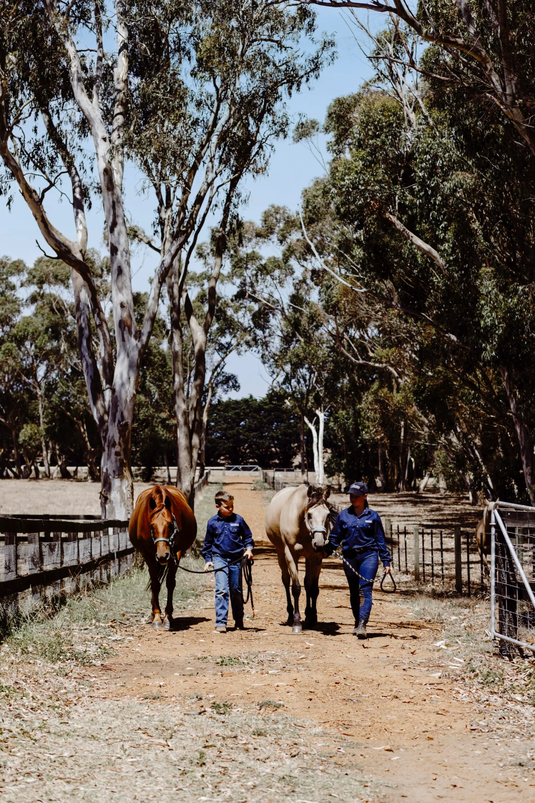 Walking horses down a country home's drive. 