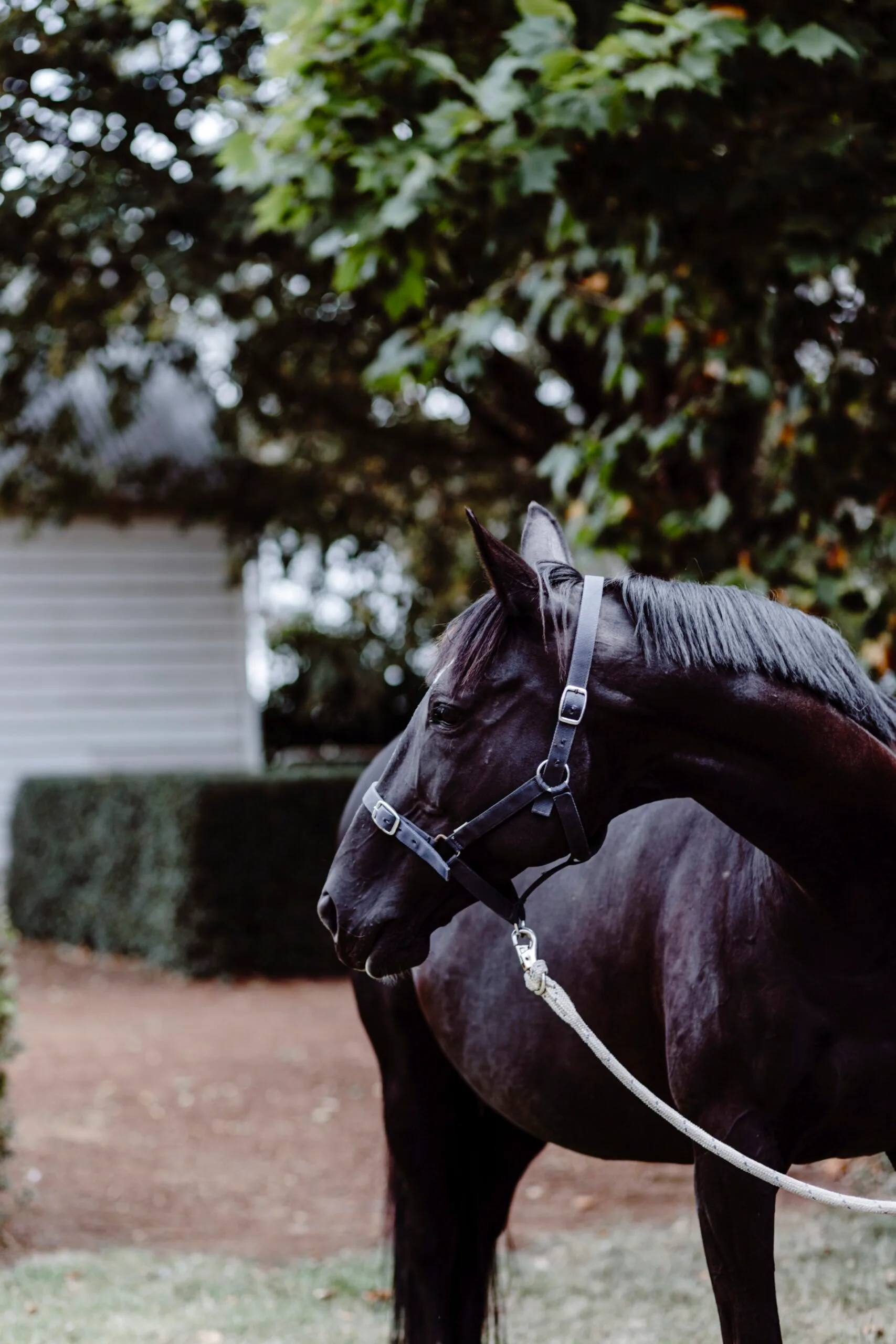 A black horse in the grounds of a country home in Victoria. 