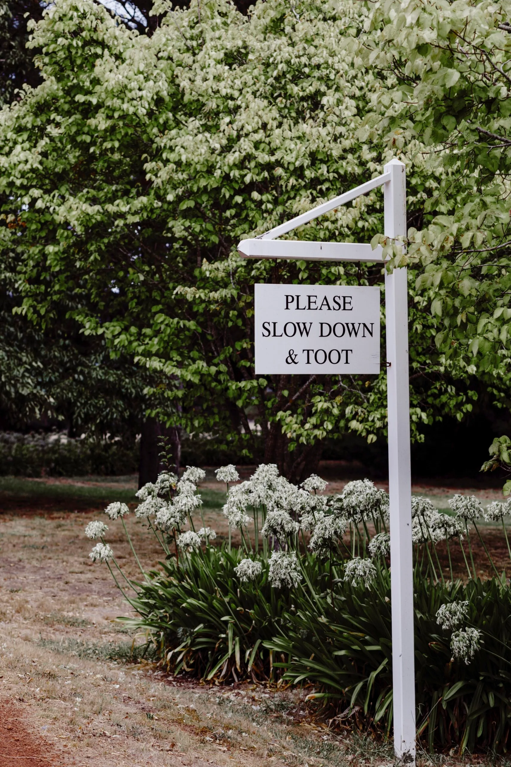 A country driveway with agapanthas and a rustic farm sign.