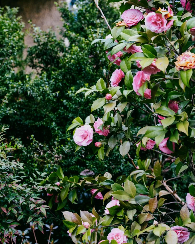 Camelias flower in winter.