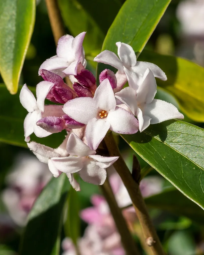 Daphne's flower in winter.