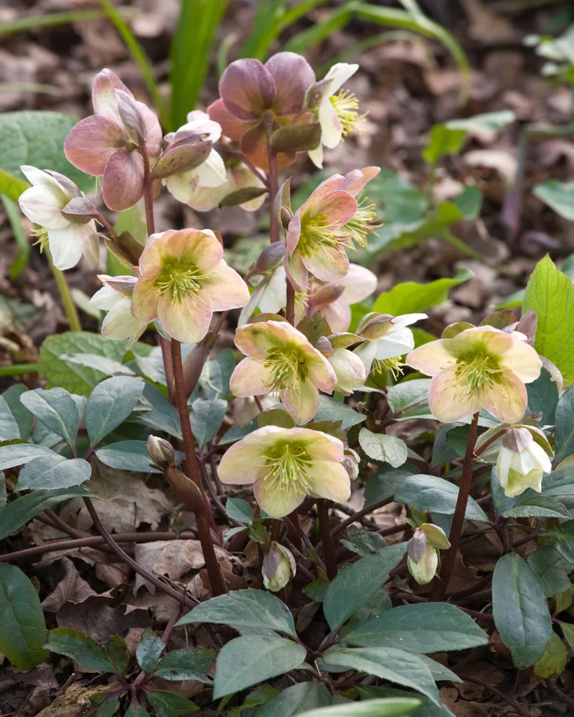 Hellebore rose is a winter flowering plant.