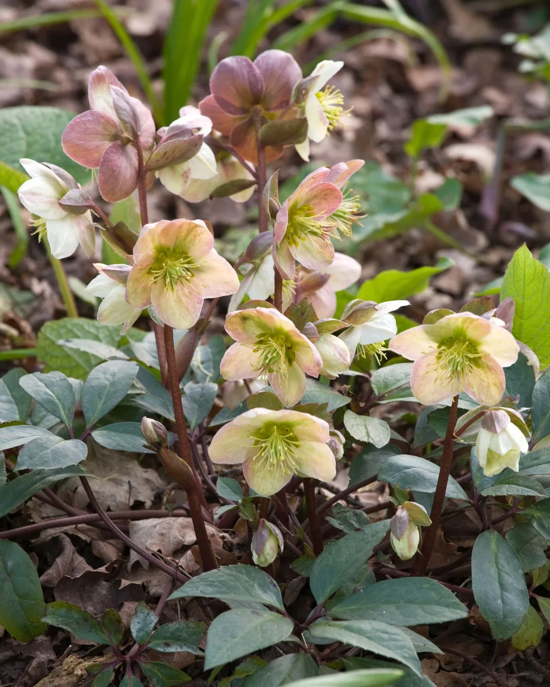 Hellebore rose is a winter flowering plant.
